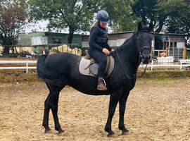 Super duper 15.2hh , 8yr old allrounder