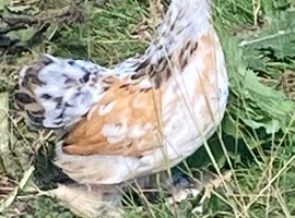 Millefleur Pekins girls for sale