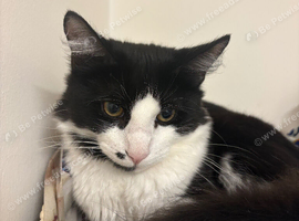 7 month-old cat looking for forever home