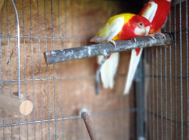 Rosella's for sale
