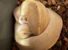 Royal Pythons