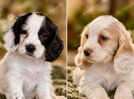 Cocker spaniel puppies