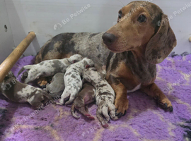 miniture dachshunds