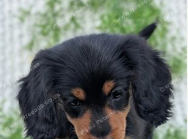 Gorgeous Long-Haired Dachshund Puppies