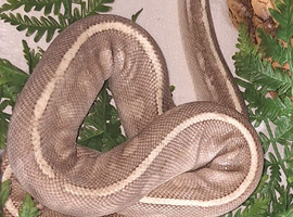 Whats the morph
