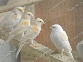 Mosaic canaries