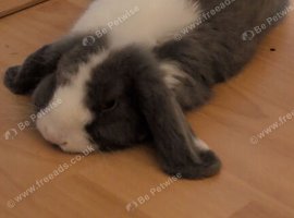 Lop male