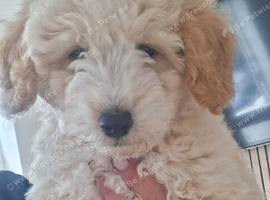 Beautiful very fluffy mailtopoo pup