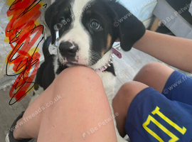 Cane corse with Staffordshire bullterrier