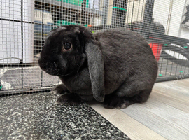 Mini lop looking for forever home