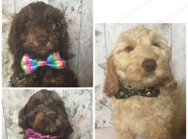Mini doodle ( cockapoo in size )