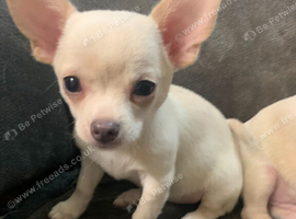 Adorable Chihuahua Puppies