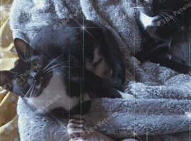 2 black cats