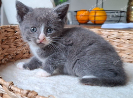 (1 LEFT) 5 FLUFFY MAINE COON CROSS KITTENS
