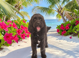 Cockerpoo for stud