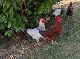 Free range pure bred cockerels