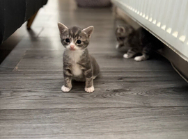 5 week old kitten