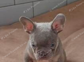 Gorgeous French Bulldog Puppies &ndash; 2 Boys & 1 Girl