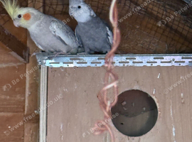 cockatiels