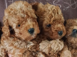 Toy poodle