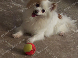 3 year old pomchi