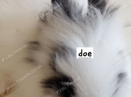 Baby Dm  loinheads ready to reserve