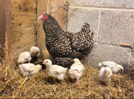 Maran Hen and chicks