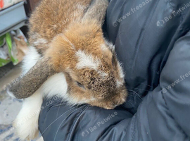 Mini lop