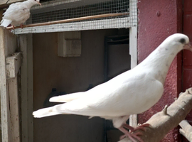 pigeons for sale