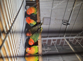 Lovebirds