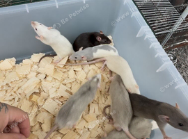 Dumbo rats
