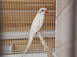Indian ringneck 10 weeks old albino