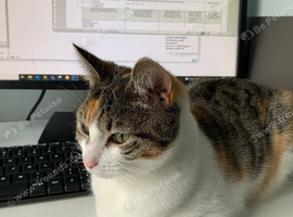 Female cat for sale