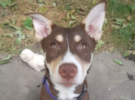 Beautiful Rare Girl Ready Now
