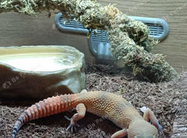 Leopard Gecko