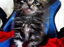 Stunning female kitten looking for a loving home