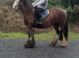14.1 chunky mare