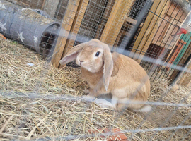 Stunning English lop boy looking for his loving home.