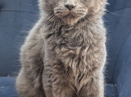 Tica registered Maine coon kittens