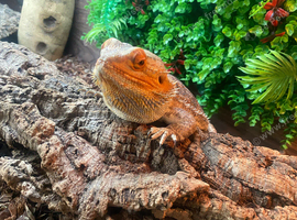 Male wild type bearded dragon