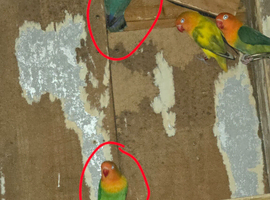 Love birds for sale &pound;50