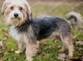 Wanted female yorkshire terrier /shorkie