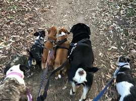 Dog walking services in manchester