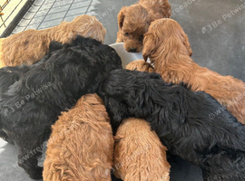 8 Beautiful Cockapoo Puppies