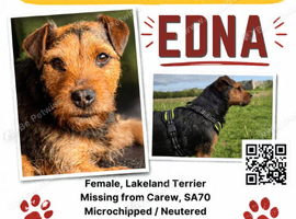 MISSING TERRIER