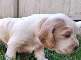 KC REG MALE COCKER SPANIEL