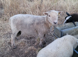 Southdown Shearling ram