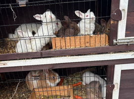 Baby bunnies