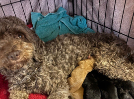 Cockapoo puppies
