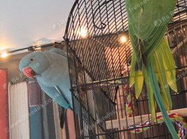 Indian ringneck